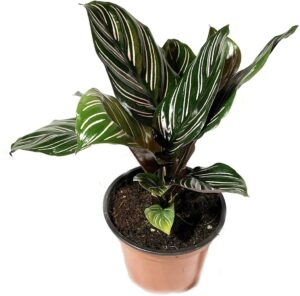 گل های سایه دوست آپارتمانی | نگهداری آسان