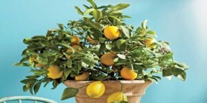 کاشت میوه در گلدان | راهنمای پرورش میوه در خانه